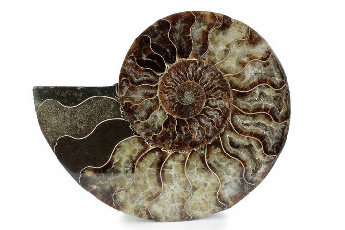 Cut & Polished Ammonite Fossil (Half) - Madagascar #362367